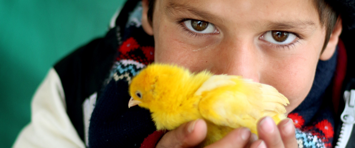 Chicks!