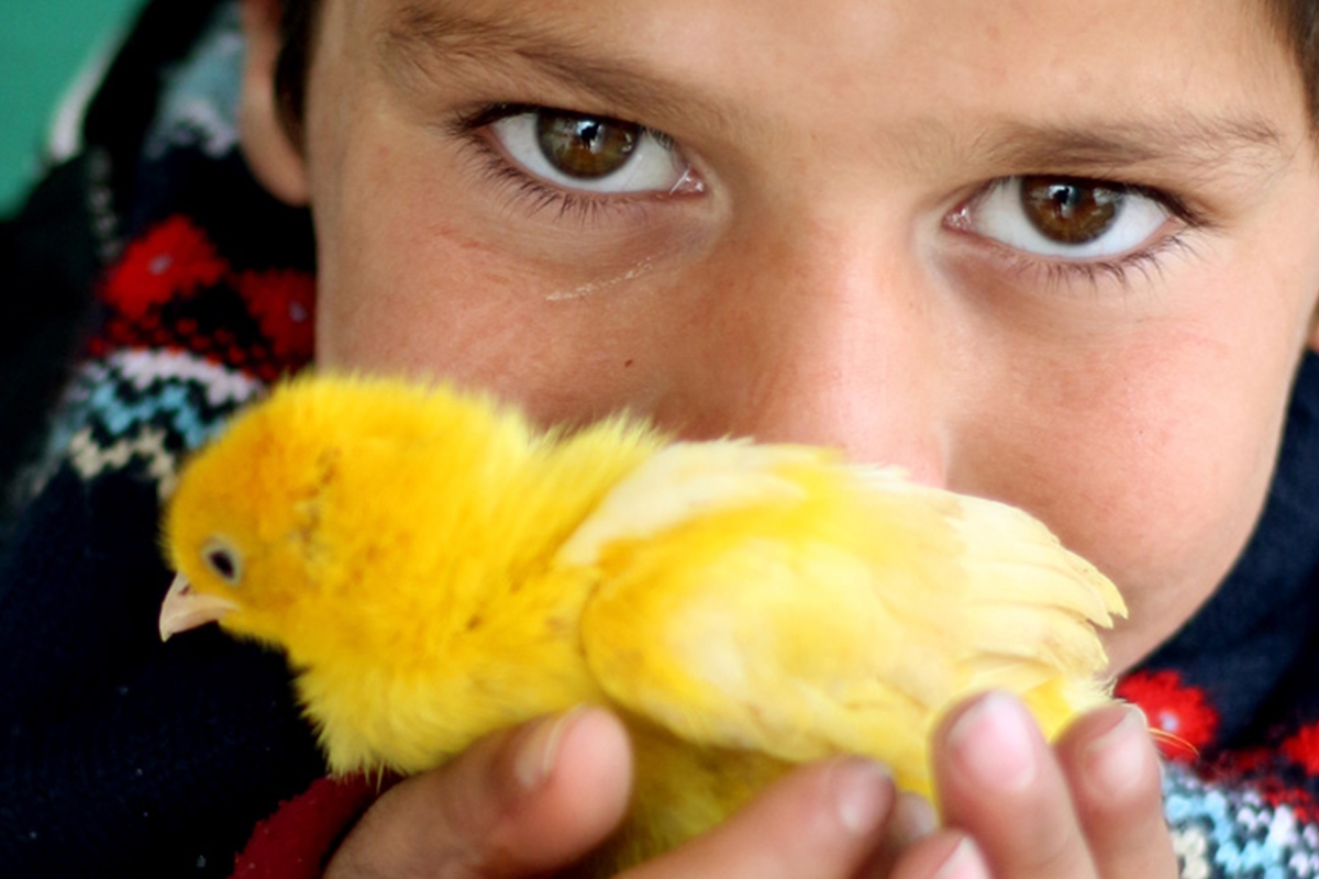 Nineveh SEED Project: Chicks!
