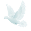 Dove